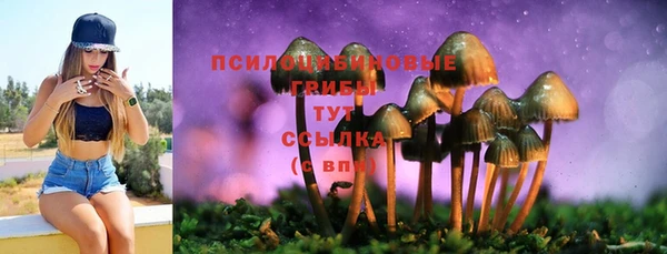 гидра Елизово